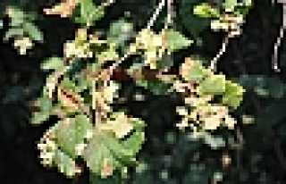 FINDIKÇI BAHÇEYE İNİYOR 