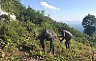 Fındıklar Söküldü Fıstık Çamları Dikildi