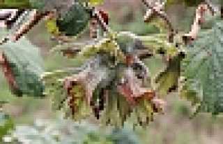 Fındıkta Verimliliği Arttıracak Çalışmalar...