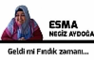 Geldimi Fındık Zamanı...