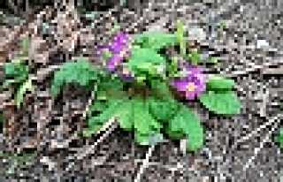 HAVALARA ALDANAN BİTKİLER ÇİÇEK AÇTI