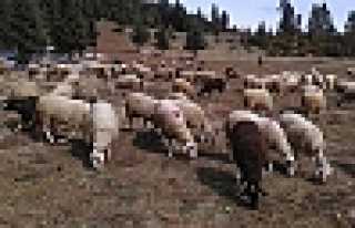 HAYVANCILARIN DİKKATİNE