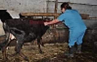 HAYVANLARA ŞAP AŞISI