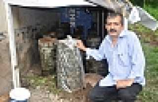 Hendek Dikmen Köyünde Yaprak Kayın Mantarı üretimi