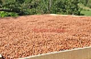 HENDEK İLÇE TARIM’DAN SON UYARI