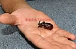 HENDEK’İN DE GERGEDAN BÖCEĞİ OLDU