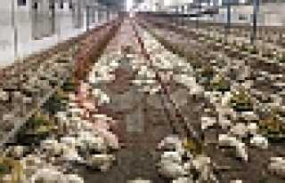 Hendek’te 27 Bin 500 Tavuk Telef Oldu