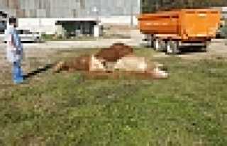 Hendek'te Esrarengiz Hayvan Ölümleri