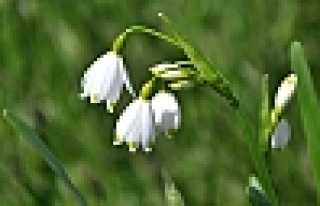 Hendek’te Göl Soğanı Üretimi Yapılacak