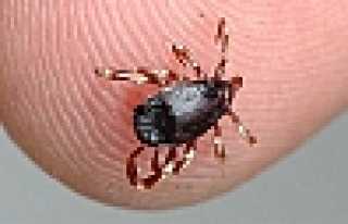 HENDEK’TE KENE KABUSU