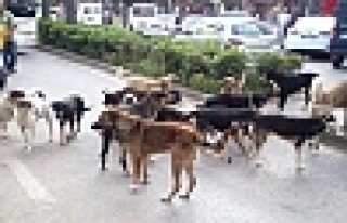 HENDEK’TE SOKAK KÖPEKLERİNDEN GEÇİLMİYOR