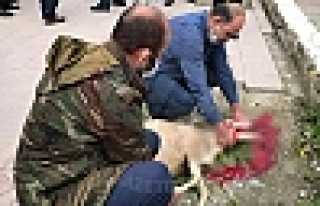 Hendek'te Şükür Kurbanı Kesildi