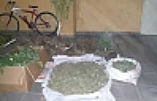 Hendek’te Uyuşturucu Operasyonu