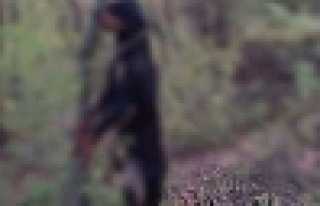 HENDEKTE YİNE AYNI VAHŞET