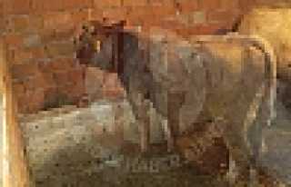 Hırsızların Hedefi Büyükbaş Hayvanlar