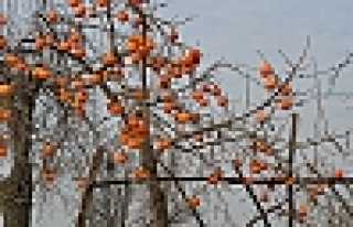 HURMALAR MEYVELERİNİ VERMEYE BAŞLADI