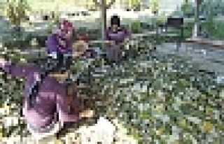 IHLAMUR EKİMLERİ TAMAMLANDI