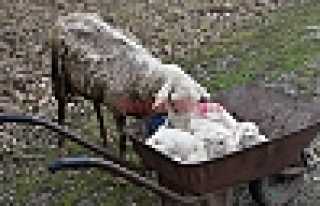 İŞTE ANNELİK BU DEDİRTTİ