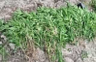 JANDARMA 2500 KÖK HİNT KENEVİRİNİ İMHA ETTİ