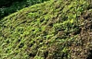 JANDARMADAN KENEVİR OPERASYONU