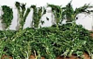 JANDARMA’DAN UYUŞTURUCU ÇALIŞMASI 