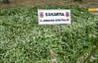 JANDARMADAN UYUŞTURUCU OPERASYONU