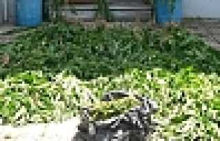 JANDARMA’DAN UYUŞTURUCUYA BİR DARBE DAHA