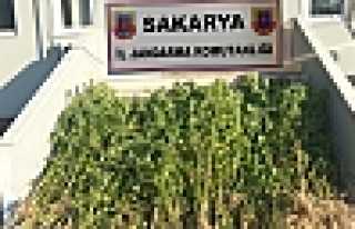  JANDARMA’DAN UYUŞTURUCUYA GEÇİT YOK 