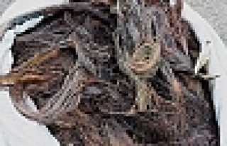 Kablo Hırsızları Kaçamadı