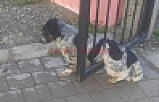 Kapıya Sıkışan Köpeği İtfaiye Kurtardı