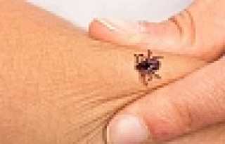 Kene’ye Dikkat Vakalar Arttı