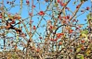 KIŞ MEVSİMİNDE KUŞBURNUNDAN ŞAŞMAYIN