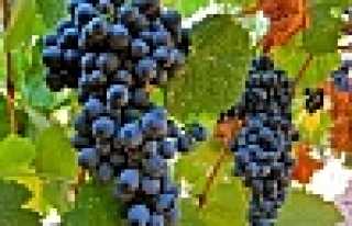 Kokulu Üzüm Şifa Kaynağı Çıktı