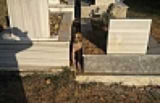 Köpekler Mezarları Kazıyor