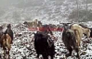 NİSAN’DA KAR SÜPRİZİ