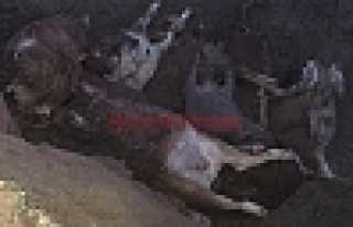 Ölen Hayvan Sayısı 83’e Yükseldi