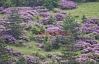 ORMANLAR RENKLENDİ ARILAR BAYRAM ETTİ