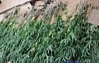 POLİS UYUŞTURU OPERASYONLARINA BAŞLADI