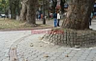 PRESTİJ CADDESİNDE PRESTİJİ BOZULANLAR -1