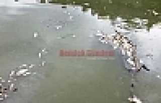 SAKARYA NEHRİNDE YÜZLERCE BALIK ÖLÜMÜ TEDİRGİNLİK...