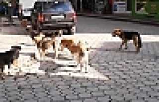 SOKAK ÇETESİ KORKU SALIYOR