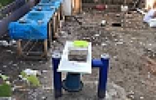 Sokak Köpekleri Tavukları Parçaladı