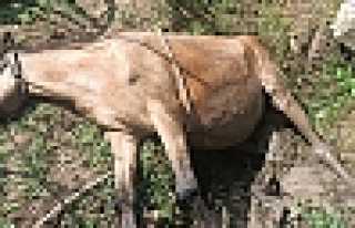 Su Kanalına Düşen At'ı İtfaiye Kurtardı