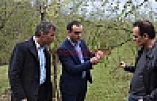 SUNMAN, FINDIK BAHÇELERİNİ İNCELEDİ