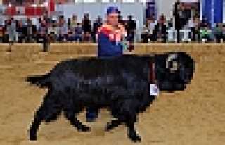 Tarım ve Hayvancılığın Kalbi Hendek'te Atacak