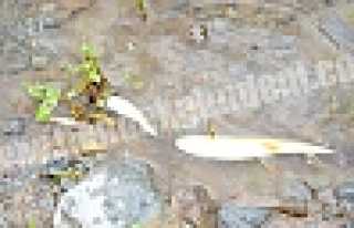 ULUDERE’DE BALIKLAR ÖLÜYOR