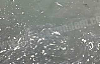 ULUDERE’DE BALIKLAR YİNE ÖLMEYE BAŞLADI