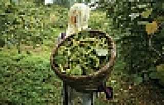 Ulusal Fındık Çalıştay’ına Sakarya Desteği