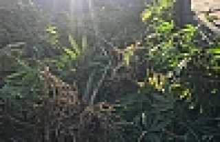 Uyuşturucu Çatışması 2 Yaralı