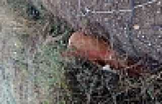 Yapılmayan Yoldan Kanala İnek Düştü